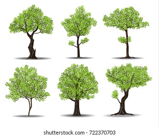 collection of green tree isolated on white background, vector illustration