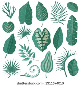 Collection of green tropical leaves, palm tree branches, banana leaf and exotic rainforest leaves in cartoon style. Botanical set with summer Hawaiian paradise plant elements, jungle floral foliage.