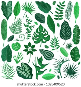 Collection of green tropical leaves, palm tree branches, banana leaf and exotic rainforest leaves in cartoon style. Botanical set with summer Hawaiian paradise plant elements, jungle floral foliage.