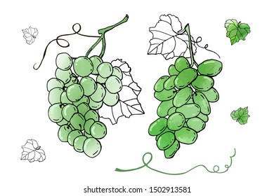 Collection of green vector grapes. Cartoons with watercolor texture. Food background. Fall harvest set.  Wine, juice, thanksgiving. Hand drawn design elements. For postcards, greetings, cards, logo.