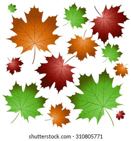 a collection of green, yellow and red maple leaves
