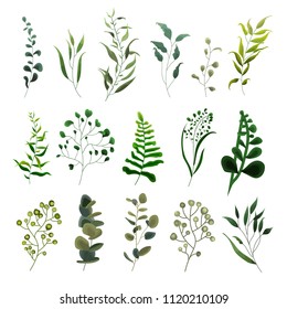 Collection of greenery leaf plant forest herbs tropical eucalyptus leaves spring flora in watercolor style. Vector botanical decorative illustration for invitation card