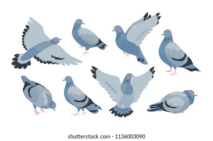 Collection of grey feral pigeon in various poses - sitting, flying, walking, eating. City or synanthrope bird isolated on white background. Colorful vector illustration in flat cartoon style.