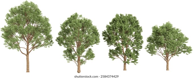 Collection of griseum trees on transparent background