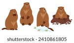 Collection Groundhogs. Rodent animal in snow, marmot stands and looking out of an earthen hole. Cute Isolated characters for Groundhog Day holiday design on February 2. vector illustration.