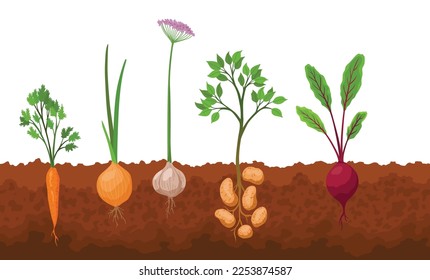 Collection of growing vegetables. Plants showing root structure. Organic and healthy food. Farm product for restaurant menu or market label. Vegetable garden banner. Poster with root veggies