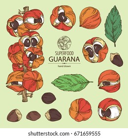 Collection of guarana: branch of guarana, fruits, guarana nuts and leaves. Super food. Vector hand drawn illustration.