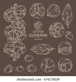 Collection of guarana: branch of guarana, fruits, guarana nuts and leaves. Super food. Vector hand drawn illustration.