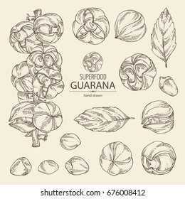 Colección de guaraná: rama de guaraná, frutas, nueces y hojas. Supercomida. Dibujo dibujado a mano.