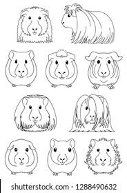 2,615 Guinea pig Stock Vectors, Images & Vector Art | Shutterstock