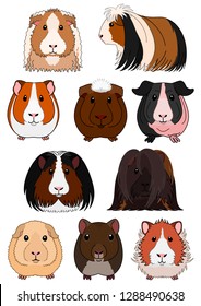 collection of guinea pig