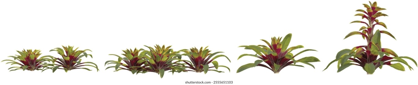 collection of Guzmania trees isolated on white background