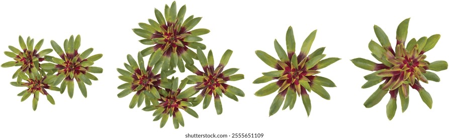 collection of Guzmania trees isolated on white background from top view