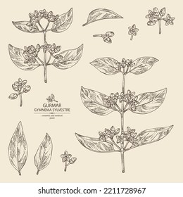 Collection of gymnema sylvestre: gymnema sylvestre plant, gurmar leaves and gymnema sylvestre flowers. Gurmar, sugar destroyer. Cosmetic, perfumery and medical plant. Vector hand drawn