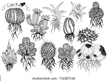 collection Hand draw cactus