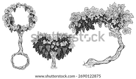 Collection hand draw grape tree or bush different form in vintage sketch style. Monochrome vector illustration. 