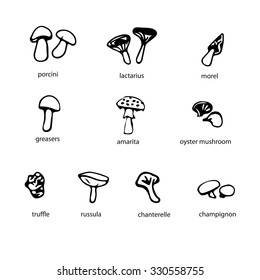 Collection hand draw mushrooms Truffle, Russula, Champingnon, Morel, Lactarius, Amarita.