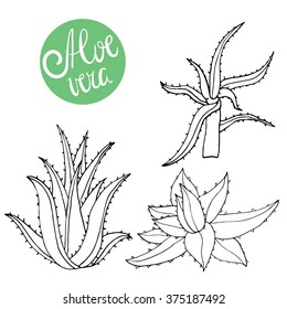 Collection Of Hand Drawing Aloe Isolated On White. Vector Doodle Aloe Vera