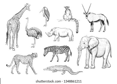 Coleção de desenhos à mão de animais africanos sobre fundo branco