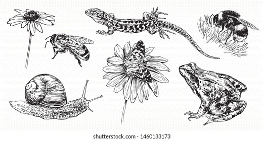 Collection of hand drawn animals and insect.