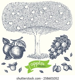 Collection of hand drawn apple-tree and apples. Vector. 