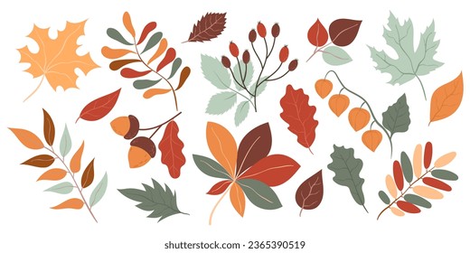 Collection of hand drawn autumn elements. Autumn leaves, mushrooms, flowers, berries.