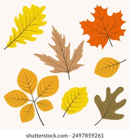 Collection of hand drawn autumn with seasonal plants and leaves. Set of hand drawn plants and leaves. Colorful of natural elements for seasonal backgrounds.
