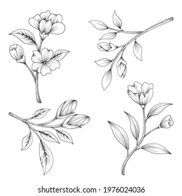 Collection of hand drawn beautiful herbs and wild flowers and leaves isolated on white background.