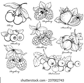 Collection of hand drawn berries isolated on white background. Strawberry, Cherry, Raspberry, Gooseberry, Blackberry, Red currant and Blueberry