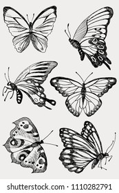 Collection of Hand Drawn black silhouette butterflies. Vector illustration in vintage style.