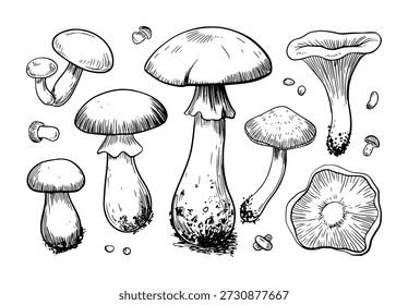 Colección de la seta dibujada a mano en blanco y negro Un fondo blanco Fungi Nature