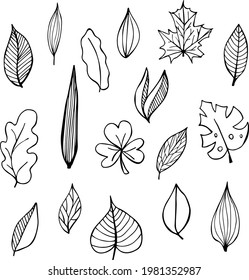 Collection of hand drawn botanical doodle set. Vector floral decorative hand drawn doodle set. Samples of vector leaves and branches.