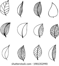 Collection of hand drawn botanical doodle set. Vector floral decorative hand drawn doodle set. Samples of vector leaves and branches.