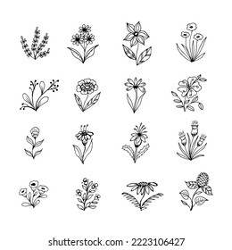 collection of hand drawn botanical flower doodle elements for floral design concept