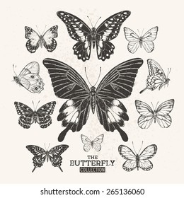 A collection of hand drawn butterflies.