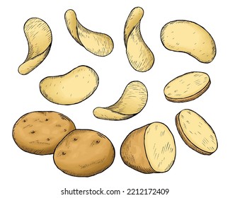 A collection of hand drawn colored potato sketches. Raw Whole Potatoes, Potato Slices and Potato Chips