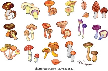Collection of hand drawn colorful mushrooms. Set of isolated edible and inedible fungus, vector illustration