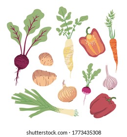 Collection of hand drawn colorful vegetables and roots. Isolated beet, potato, daikon radish, radish, leeks, carrot, onion, garlic, red pepper on white background. Vector illustration set.