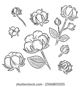 Collection of hand drawn cotton flowers isolated