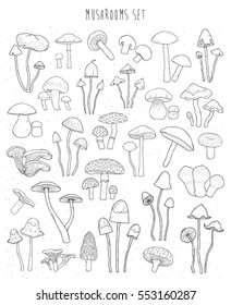 Collection of hand drawn different types mushrooms. Sketch vector illustration