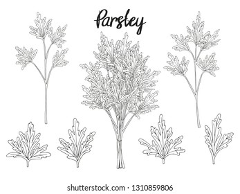 Collection of hand drawn elements, parsley, leaves and bunch . Objects for packaging, advertisements. Isolated image. Black and white. Vector illustration.
