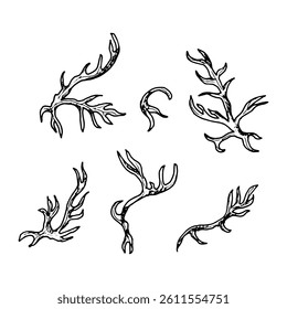 Collection of hand drawn field herbs with curved stems and organic shapes. Monochrome ink sketches perfect for botanical projects, natural compositions, herbal designs, and scientific illustrations.