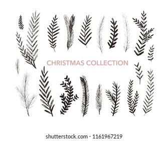 Collection of hand drawn fir branches. Christmas botanical elements. 