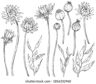 Collection of hand drawn flowers and brunchs. Vector illustrations. Black and white