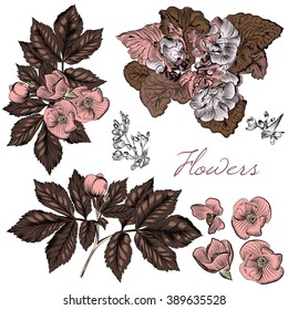 A collection of hand drawn flowers for design