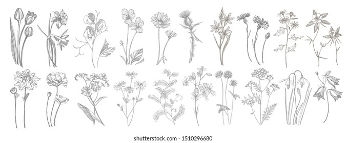 Collection of hand drawn flowers and herbs. Botanical plant illustration. Vintage medicinal herbs sketch set of ink hand drawn medical herbs and plants sketch