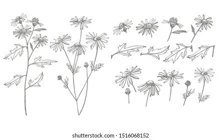 Collection of hand drawn flowers and herbs. Botanical plant illustration. Vintage medicinal herbs sketch set of ink hand drawn medical herbs and plants sketch