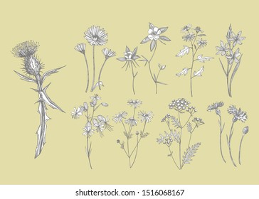 Sammlung von handgezeichneten Blumen und Kräutern. Botanische Pflanzengrafik. Skizze von Vintage-Heilkräutern, handgezeichnet, mit Tinte gezeichnet, Skizze