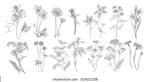 Collection hand drawn flowers   herbs  Botanical plant illustration  Vintage medicinal herbs sketch set ink hand drawn medical herbs   plants sketch