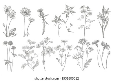 Collection of hand drawn flowers and herbs. Botanical plant illustration. Vintage medicinal herbs sketch set of ink hand drawn medical herbs and plants sketch